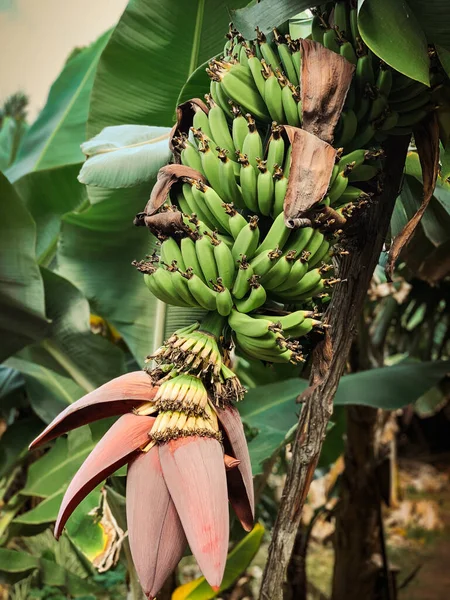 Bananenboom Tuin — Stockfoto