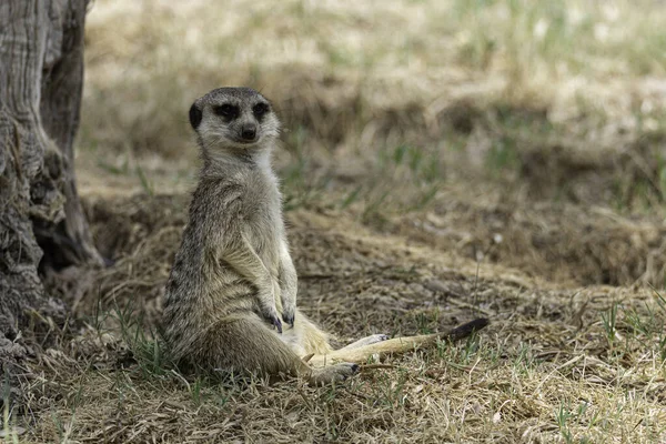 Suricato Nell Habitat Naturale — Foto Stock