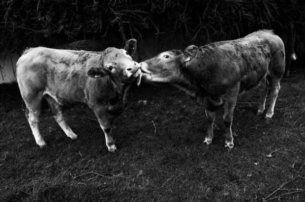 Czarno Białe Zdjęcie Krowy — Zdjęcie stockowe