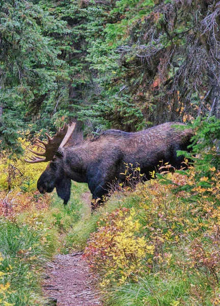 Grizzli Dans Forêt — Photo