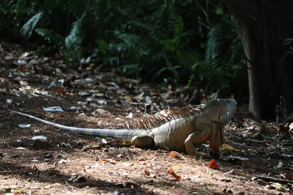 Primer Plano Una Iguana Verde Sobre Una Roca —  Fotos de Stock