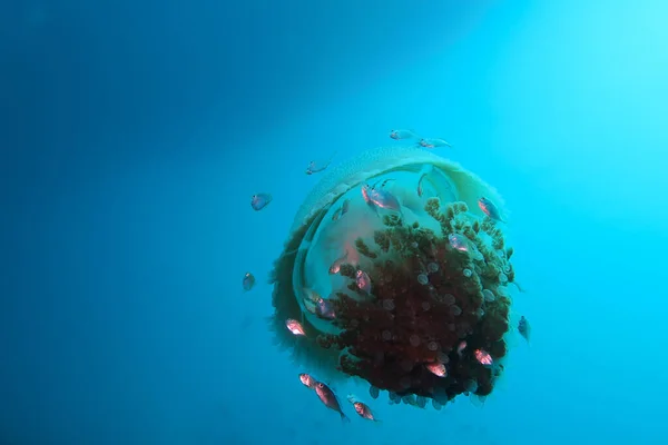 Podwodny Widok Żółwia Morskiego Wodzie — Zdjęcie stockowe