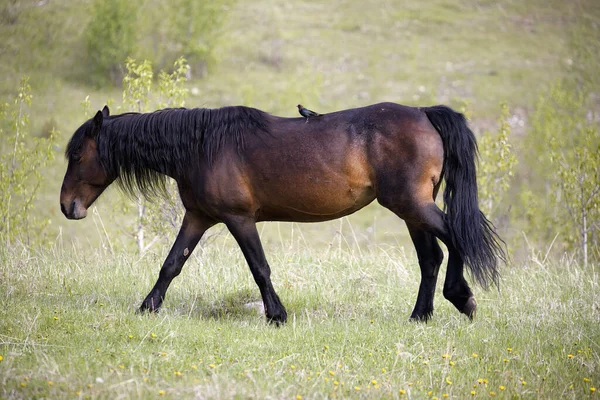 Belo Cavalo Prado — Fotografia de Stock