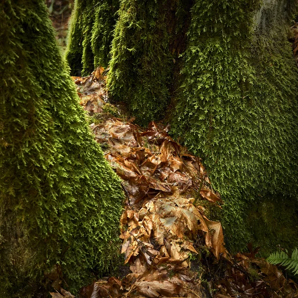 Musgo Floresta — Fotografia de Stock