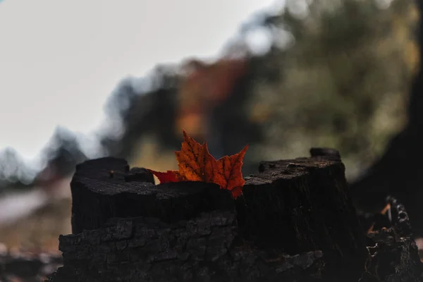 Paysage Automne Avec Des Feuilles Rouges Jaunes — Photo