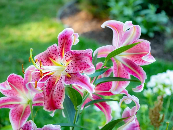 Piękny Różowy Kwiat Lilii Ogrodzie — Zdjęcie stockowe