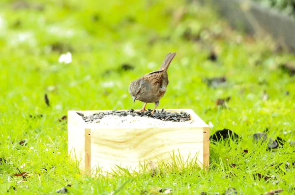 Small Bird Sits Green Grass — Stock Photo, Image