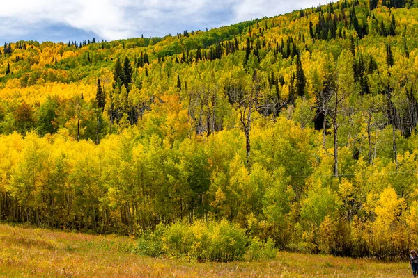 Paysage Automne Avec Arbres Forêt — Photo