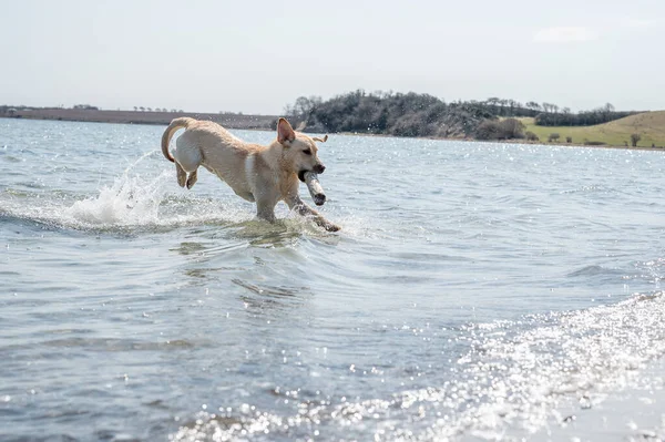 Hund Läuft Strand — Stockfoto