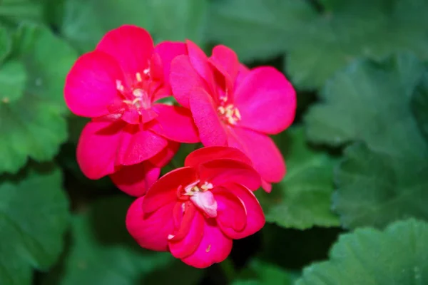 Hermosas Flores Jardín —  Fotos de Stock