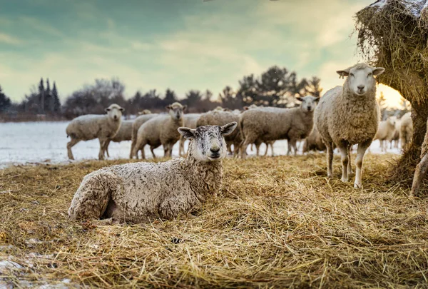 Sheep Pasture — Stock Photo, Image