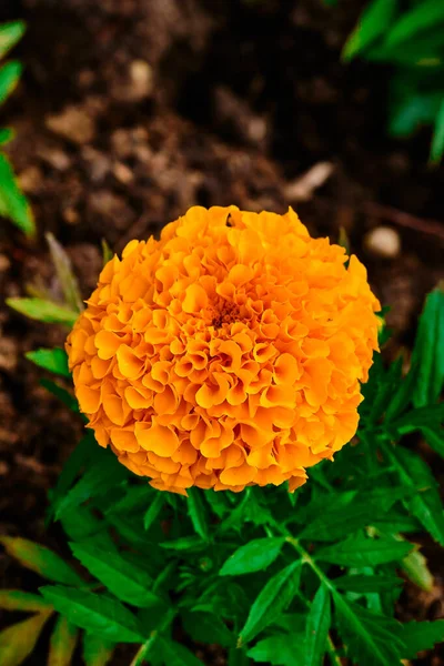 Oranžový Květ Zahradě — Stock fotografie