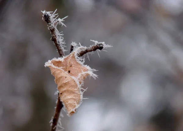 Gros Plan Une Belle Neige Blanche Recouverte Givre Sur Fond — Photo