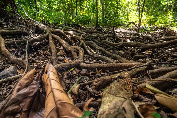 Nahaufnahme Eines Grünen Waldes Regenwald — Stockfoto