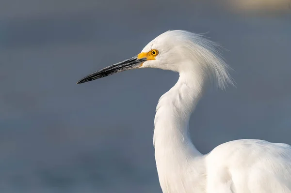 自然の生息地での美しい鳥の撮影 — ストック写真