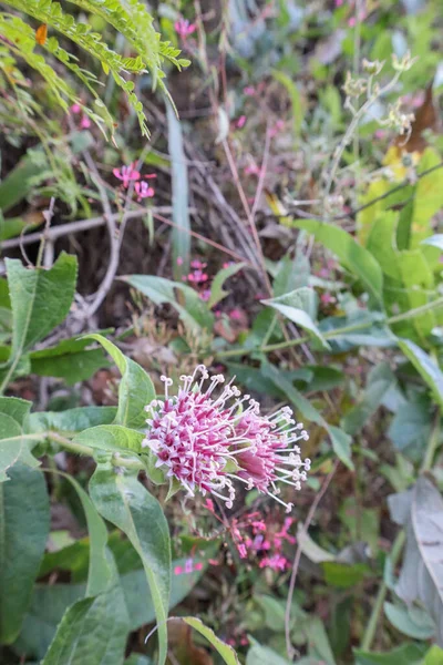 Hermosas Flores Jardín — Foto de Stock