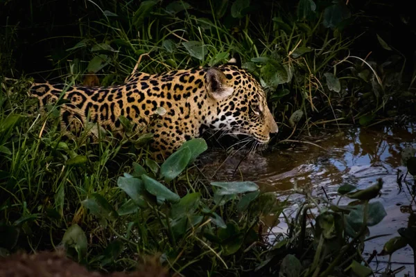 Leopard Gräset — Stockfoto