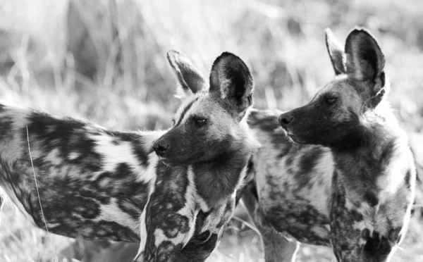 Bonito Pouco Preto Branco Gato Savana — Fotografia de Stock