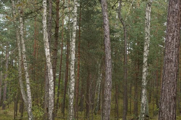 Baharda Huş Ağacı Ormanı — Stok fotoğraf