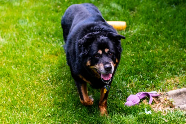 Svart Hund Med Boll Gräset — Stockfoto