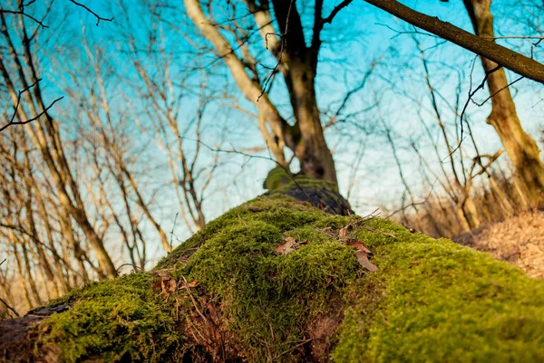 Hermosa Vista Naturaleza Escena — Foto de Stock