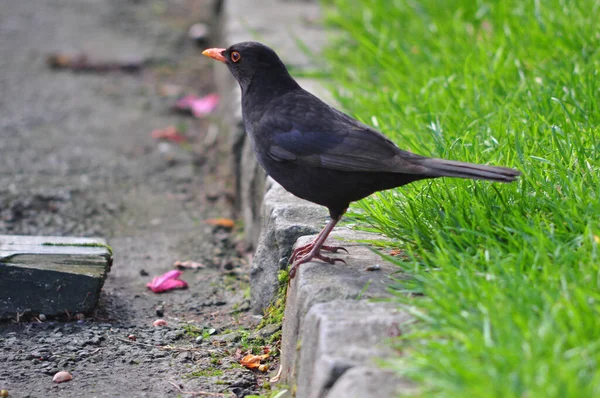 Closeup View Small Bird — Stock Photo, Image