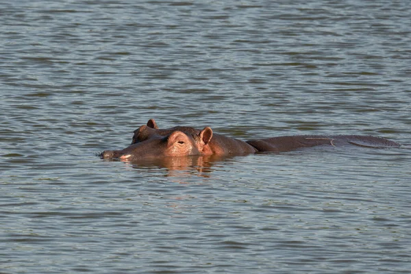 Hippopotame Amphibie Dans Eau — Photo