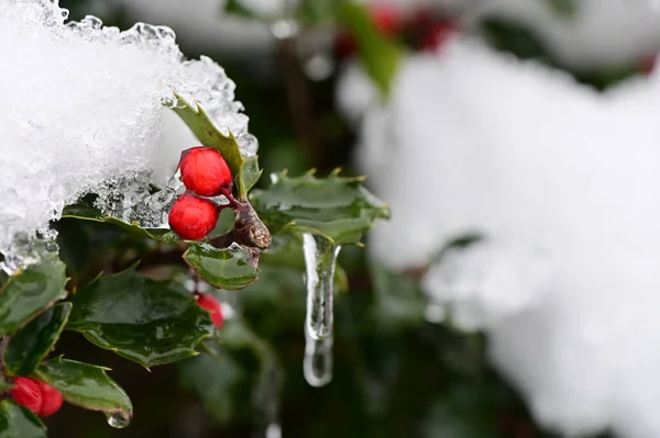 Frozen Red Berries Branch Tree Snow — Stock Photo, Image