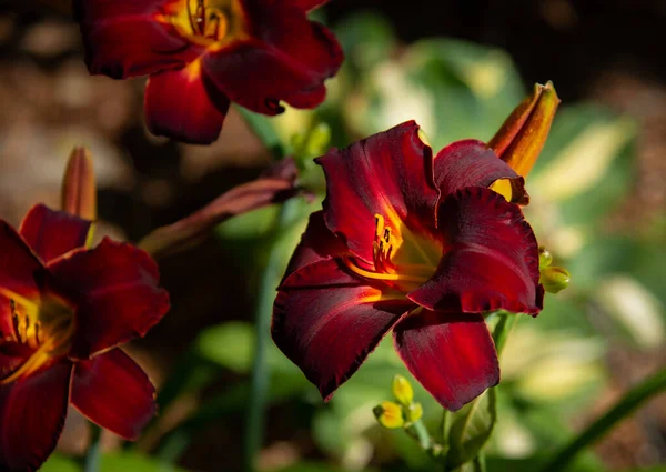 Красиві Квіти Ростуть Саду Флорі — стокове фото