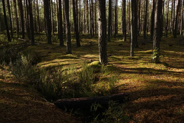 Bela Paisagem Com Uma Floresta Fundo — Fotografia de Stock