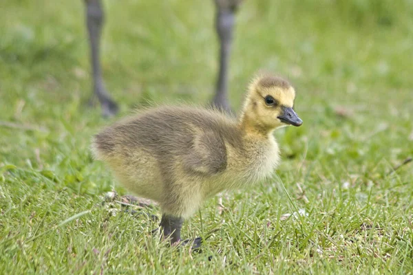 Little Cute Duckling Grass — Stock Photo, Image