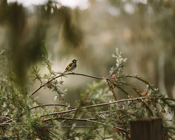 Pájaro Una Rama Árbol Bosque — Foto de Stock