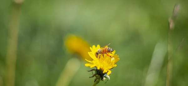 Abelha Uma Flor — Fotografia de Stock