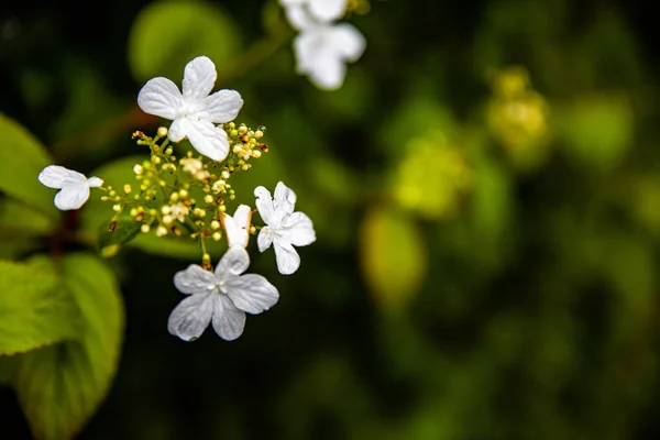 Vackra Vita Blommor Trädgården — Stockfoto