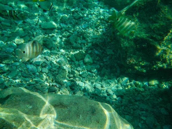 Vue Sous Marine Récif Corallien Dans Mer Rouge Égypte — Photo