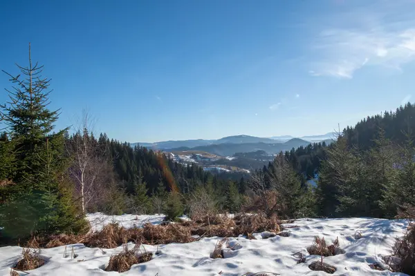 雪に覆われた木々や森の美しい風景 — ストック写真