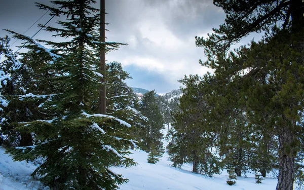 Winterlandschaft Mit Schneebedeckten Bäumen — Stockfoto