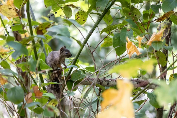 Squirrel Forest — Stock Photo, Image