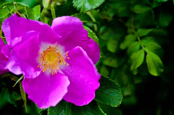 Hermosas Flores Jardín — Foto de Stock