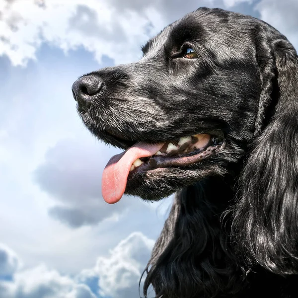 Retrato Hermoso Perro Negro — Foto de Stock