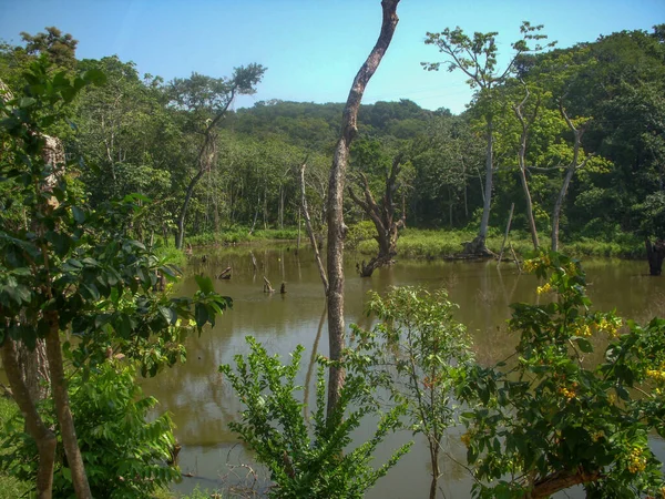 Vista Rio Selva — Fotografia de Stock
