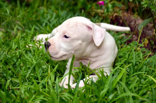 Yeşil Çimlerde Sevimli Köpek Yavrusu — Stok fotoğraf