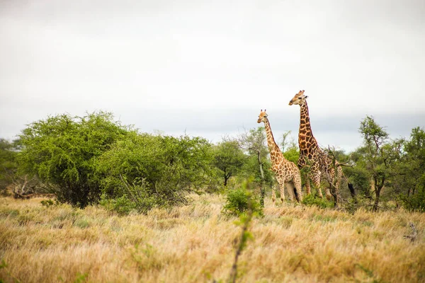Giraffa Nella Savana Kenya — Foto Stock