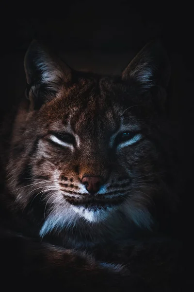 Portret Van Een Prachtige Kat — Stockfoto