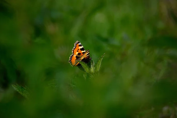 Motyl Zielonej Trawie — Zdjęcie stockowe