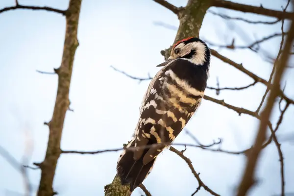 Bel Oiseau Sur Arbre Dans Nature — Photo