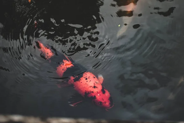 Schöne Koi Fische Teich — Stockfoto