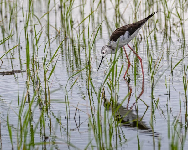 Hermoso Pájaro Lago — Foto de Stock
