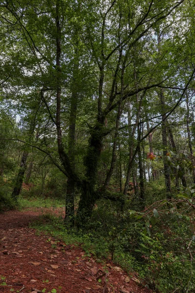 Hermoso Paisaje Con Árboles Bosque —  Fotos de Stock