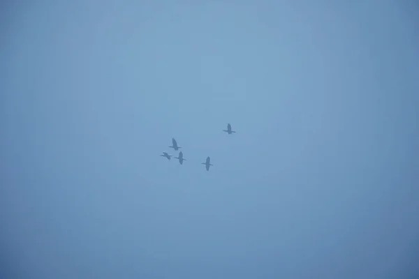 Latający Samolot Niebie — Zdjęcie stockowe